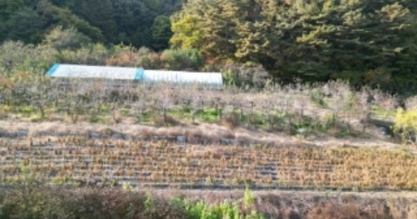 강원특별자치도 평창군 미탄면 율치리 OOO O OOO 전 경매 물건 이미지