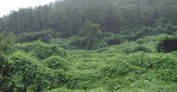 전라남도 완도군 소안면 진산리 OOOO 전 경매 물건 이미지