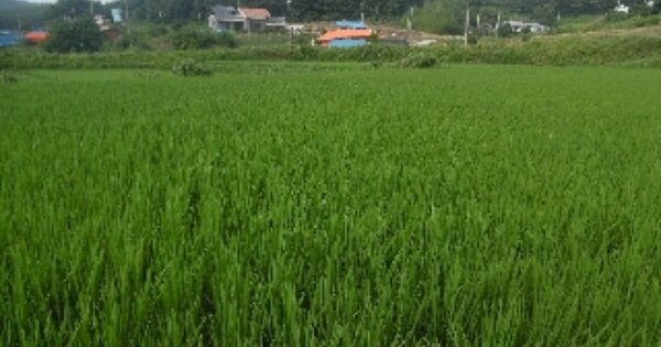 충청남도 서산시 대산읍 대로리 OOO 답 경매 물건 이미지