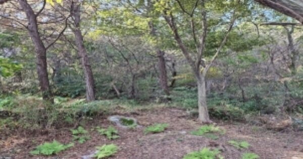 부산광역시 영도구 봉래동5가 OO 임야 경매 물건 이미지
