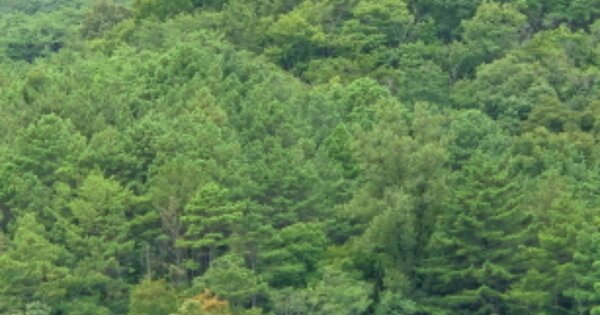 경상북도 영양군 청기면 산운리 OOO 임야 경매 물건 이미지
