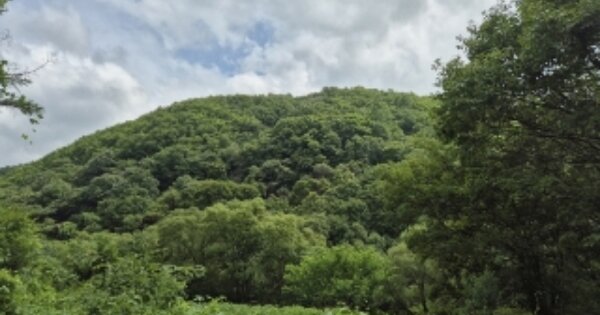 경상북도 경주시 산내면 내일리 OOOOOO O OOO 임야 경매 물건 이미지