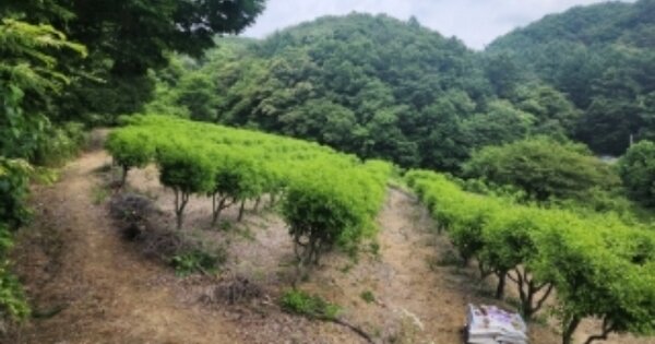 충청북도 괴산군 청안면 장암리 OOOOO O OOO 전 경매 물건 이미지