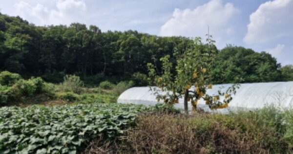 경기도 시흥시 계수동 OOOOO 전 경매 물건 이미지