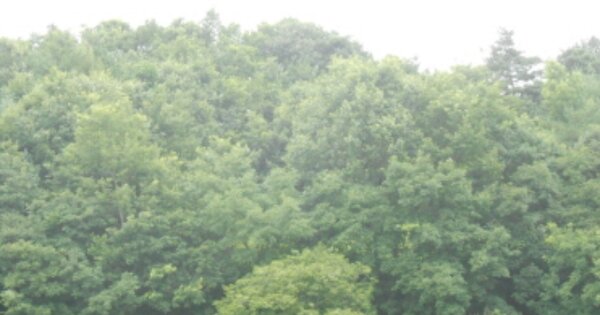 세종특별자치시 연서면 쌍류리 OOOO 전 경매 물건 이미지