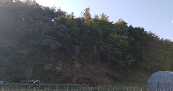 대구광역시 군위군 효령면 마시리 OOO 임야 경매 물건 이미지