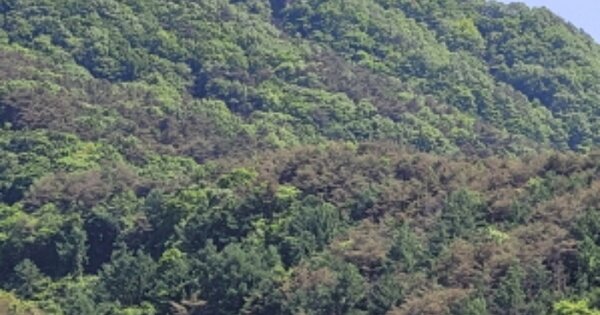 경상북도 영덕군 달산면 덕산리 OOO 임야 경매 물건 이미지