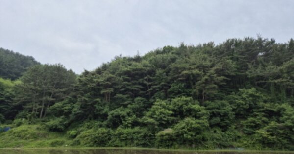 경상북도 영덕군 영덕읍 오보리 OO 임야 경매 물건 이미지