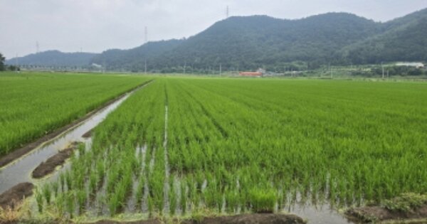 경상남도 합천군 청덕면 가현리 OOOOO 답 경매 물건 이미지