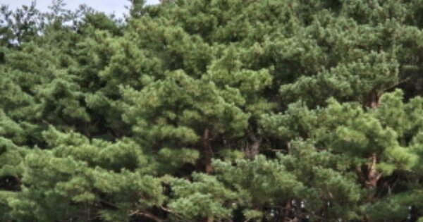 경상북도 울진군 울진읍 읍남리 OOOO 임야 경매 물건 이미지