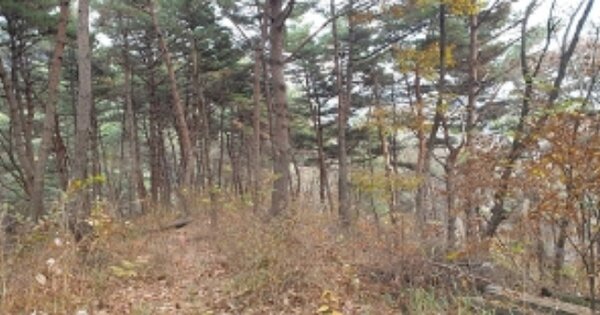 충청남도 예산군 덕산면 상가리 OOOO 임야 경매 물건 이미지