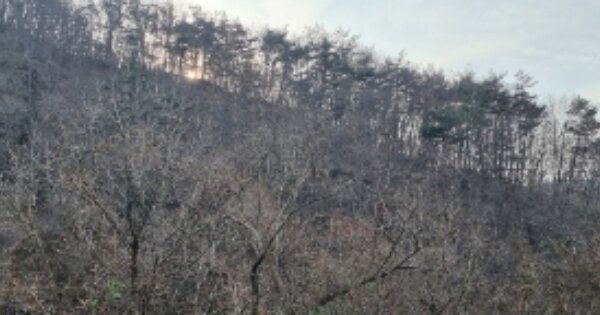 전북특별자치도 장수군 천천면 오봉리 OOOO 임야 경매 물건 이미지