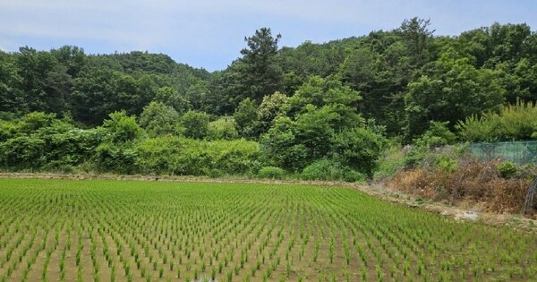 경상북도 고령군 대가야읍 외리 OOOOO 전 경매 물건 이미지