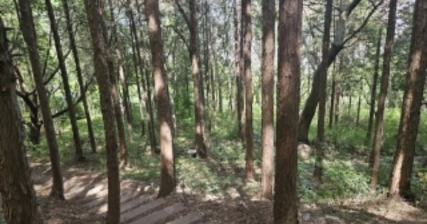 부산광역시 동구 수정동 OOOOO 임야 경매 물건 이미지