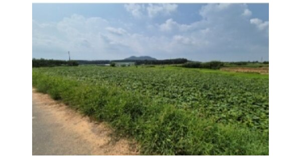 전라남도 영암군 신북면 이천리 OOOOO 임야 경매 물건 이미지