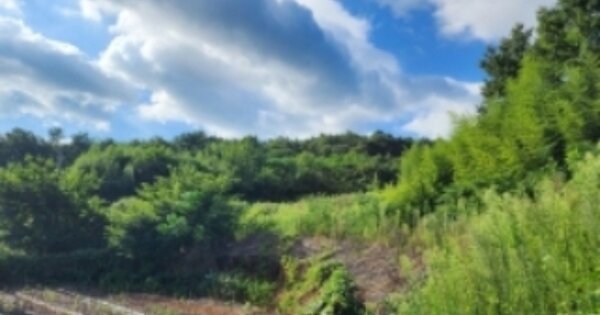 전라남도 보성군 회천면 화죽리 OOOOO 대지 경매 물건 이미지