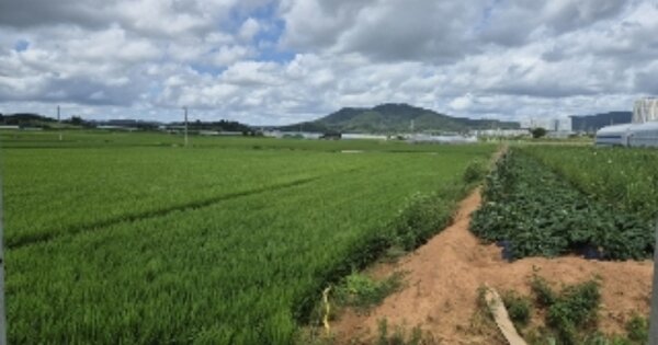 광주광역시 광산구 연산동 OOOO 답 경매 물건 이미지