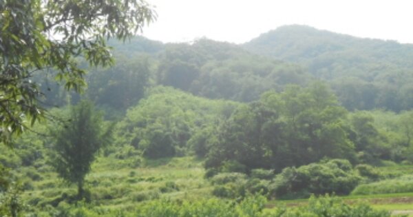 세종특별자치시 전동면 봉대리 OOOOO 임야 경매 물건 이미지