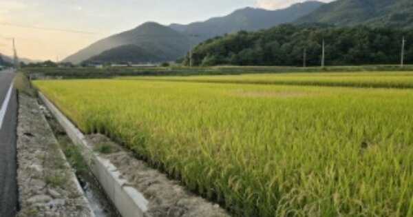 경상북도 칠곡군 북삼읍 숭오리 OOO 답 경매 물건 이미지