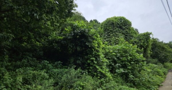 전라남도 순천시 상사면 흘산리 OOOOOO 임야 경매 물건 이미지
