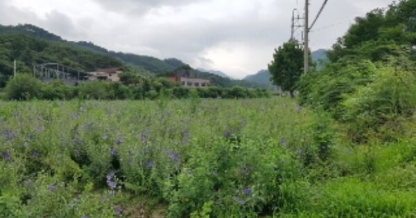 강원특별자치도 춘천시 동면 지내리 OOOOO 전 경매 물건 이미지
