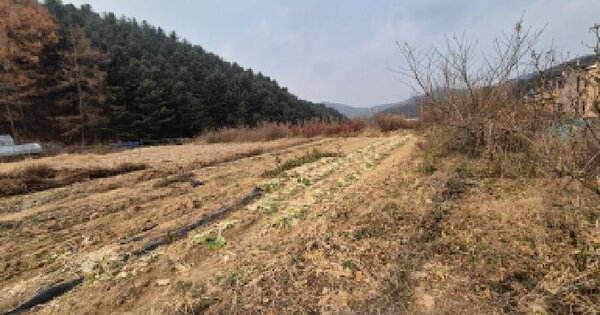 경기도 포천시 군내면 직두리 183-6 대지 경매 물건 이미지