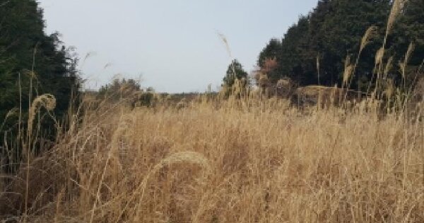 제주특별자치도 서귀포시 남원읍 한남리 산 11-1 목장용지 경매 물건 이미지
