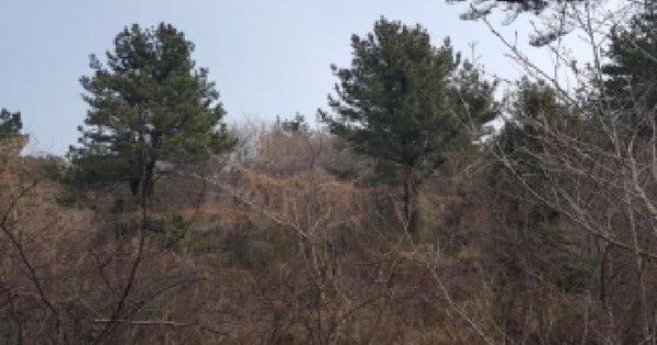 제주특별자치도 서귀포시 남원읍 한남리 산11-15 임야 경매 물건 이미지