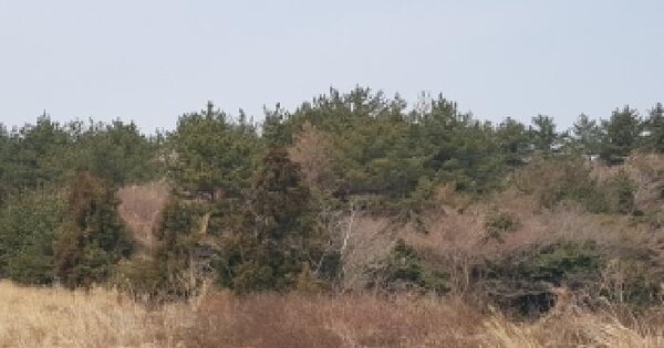 제주특별자치도 서귀포시 남원읍 한남리 산11-16 임야 경매 물건 이미지