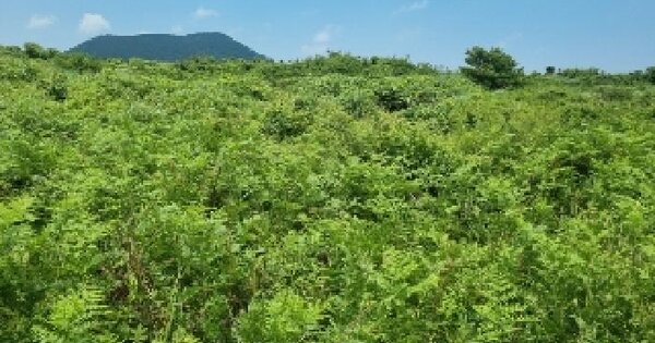 제주특별자치도 제주시 구좌읍 상도리 1394-40 목장용지 경매 물건 이미지