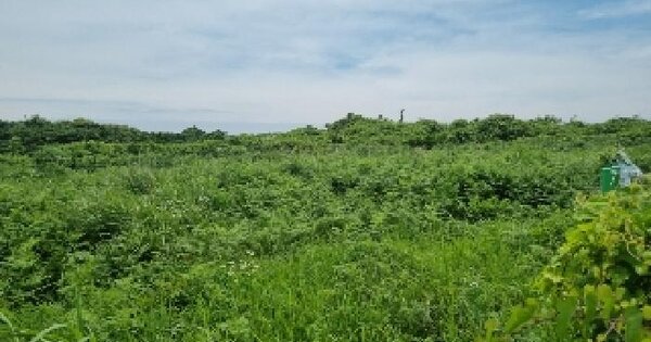 제주특별자치도 제주시 구좌읍 상도리 산232-4 임야 경매 물건 이미지