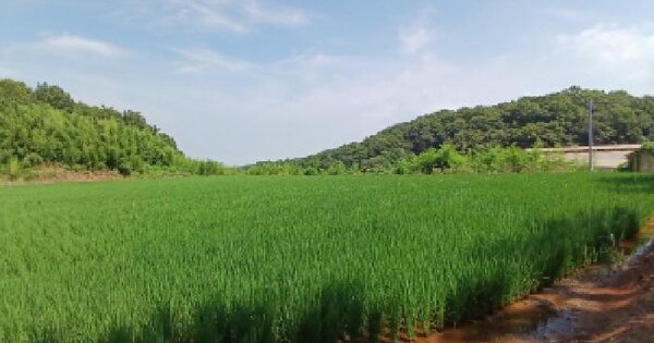 충청남도 당진시 고대면 장항리 산53 임야 경매 물건 이미지