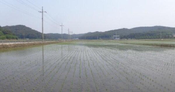 충청남도 태안군 안면읍 승언리 1628-1 답 경매 물건 이미지