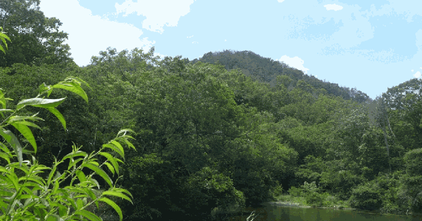 경상북도 경주시 감포읍 대본리 산111 임야 경매 물건 이미지
