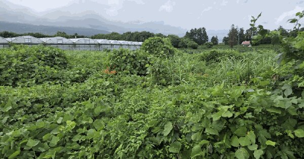 제주특별자치도 서귀포시 토평동 2874-12  미지정 경매 물건 이미지
