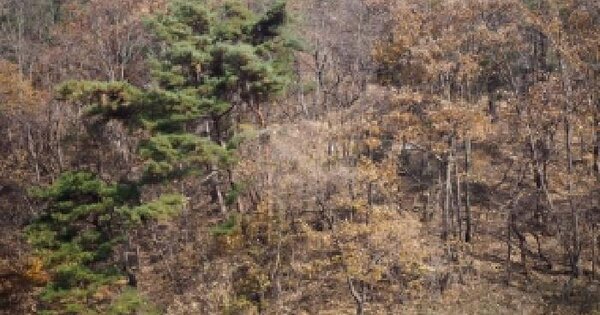 경상남도 밀양시 초동면 신월리 산36 임야 경매 물건 이미지
