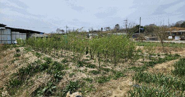 경상남도 창녕군 대합면 목단리 166-1 답 경매 물건 이미지