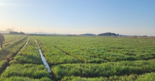 전북특별자치도 김제시 만경읍 화포리 1056-3 답 경매 물건 이미지