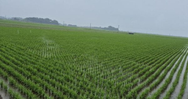 전북특별자치도 김제시 진봉면 상궐리 1786-12 답 경매 물건 이미지