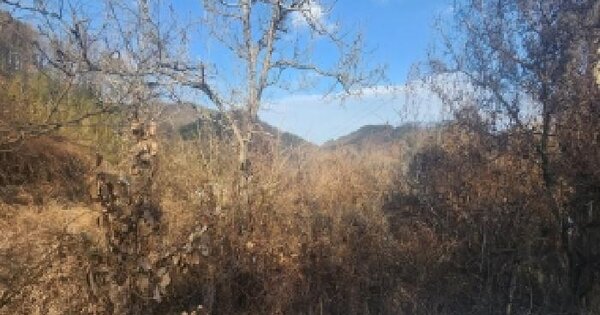 충청북도 영동군 용산면 율리 435 답 경매 물건 이미지
