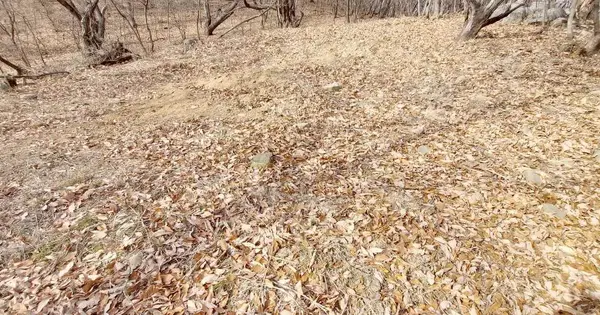 충청남도 예산군 덕산면 상가리 산5-123 임야 경매 물건 이미지