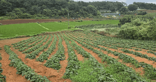 충청남도 서산시 대산읍 영탑리 285  미지정 경매 물건 이미지