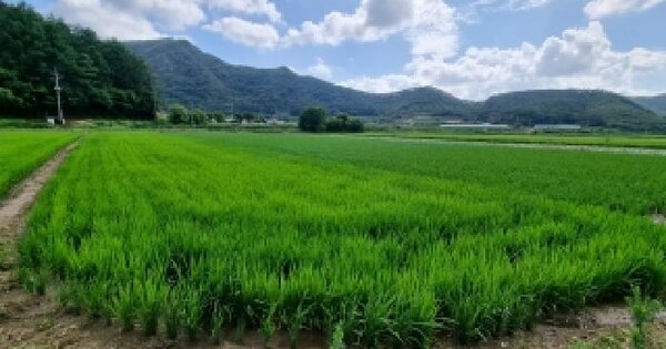 전북특별자치도 순창군 쌍치면 도고리 775-8  미지정 경매 물건 이미지