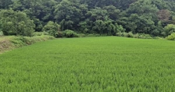 충청남도 보령시 청라면 음현리 402  미지정 경매 물건 이미지