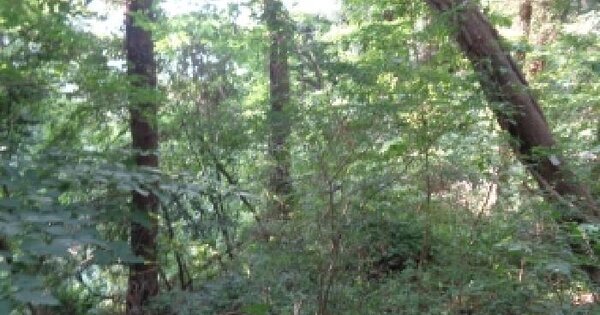 제주특별자치도 제주시 애월읍 고성리 산1  미지정 경매 물건 이미지