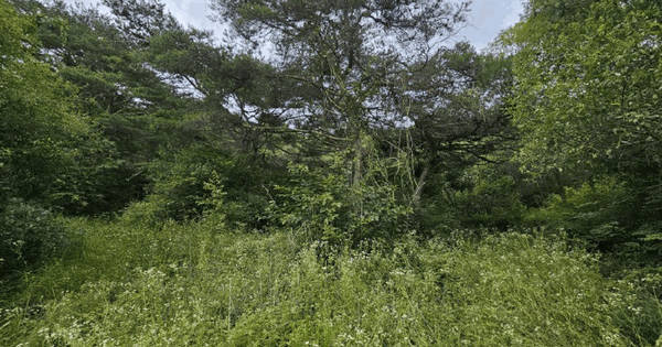 강원특별자치도 화천군 하남면 삼화리 254-18  미지정 경매 물건 이미지