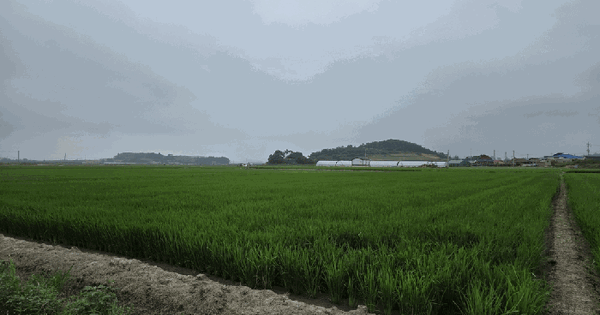 전라남도 무안군 운남면 내리 919-51  미지정 경매 물건 이미지