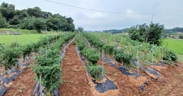 충청남도 당진시 송악읍 전대리 642-4  미지정 경매 물건 이미지