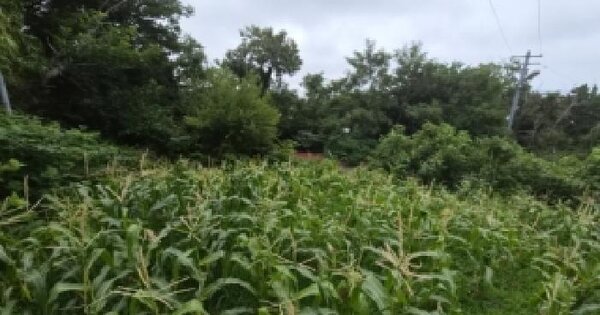 경상북도 울릉군 울릉읍 저동리 354  미지정 경매 물건 이미지