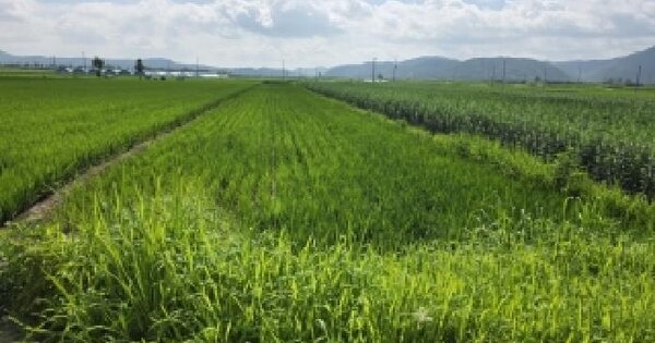 경상북도 안동시 풍산읍 매곡리 672-1  미지정 경매 물건 이미지